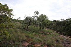 Ozoroa paniculosa paniculosa