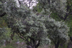 Ozoroa paniculosa paniculosa