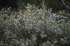 Ozoroa paniculosa paniculosa