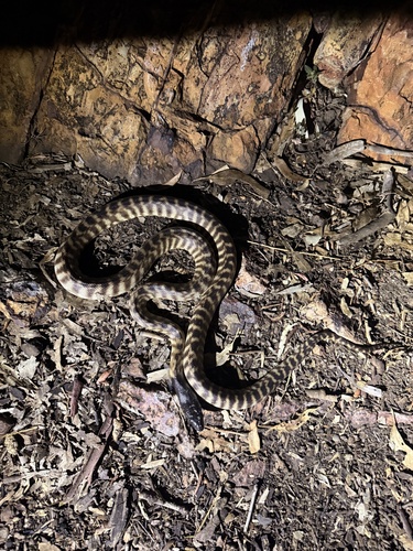 Black-headed Python sighting