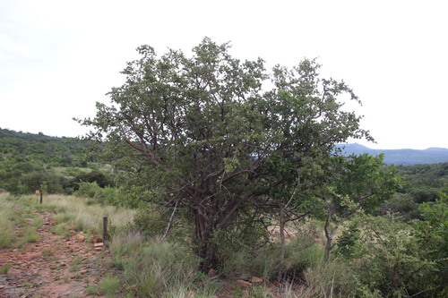 Image of Vangueria parvifolia by (c) Tony Rebelo, some rights reserved (CC BY-SA)