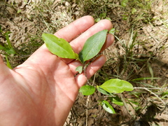 Ditrysinia fruticosa