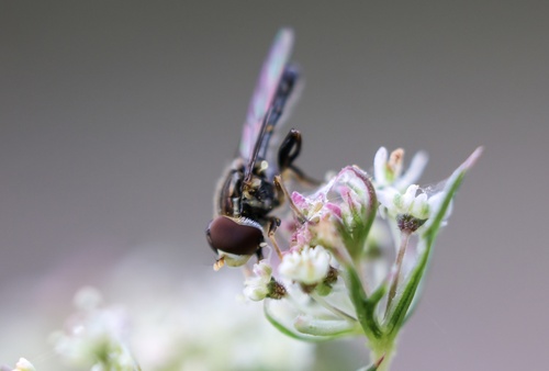 Unknown species found near Fernhill Wetlands, Forest Grove, OR, US