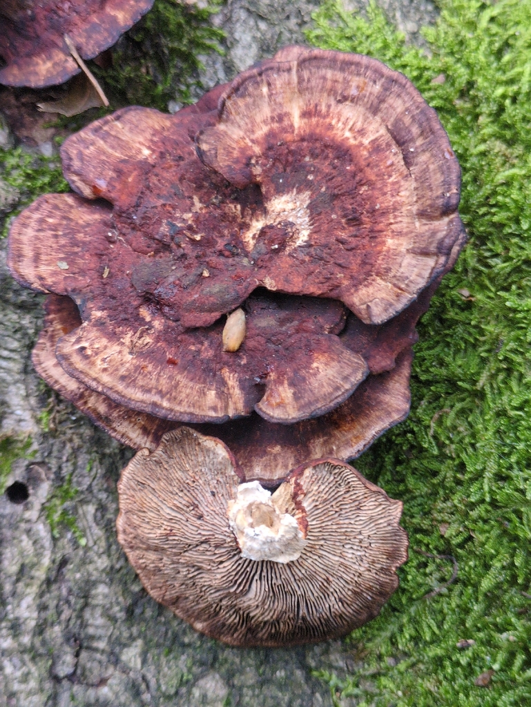Daedaleopsis confragosa · November 2025 · photo: © vincent_b (iNaturalist, cc-by)