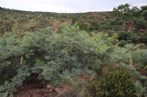 Image of Entada burkei by (c) Tony Rebelo, some rights reserved (CC BY-SA)