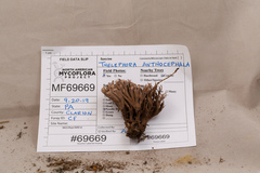 Thelephora anthocephala