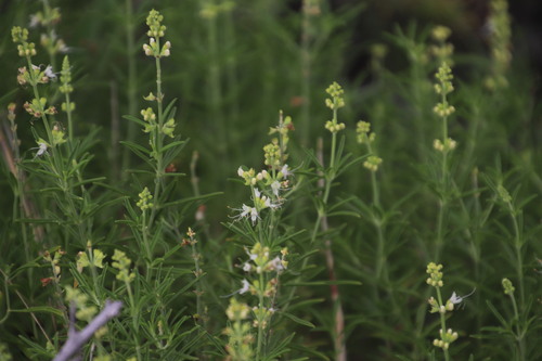 Ocimum angustifolium (Ocimum angustifolium)