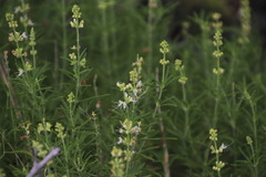 Ocimum angustifolium