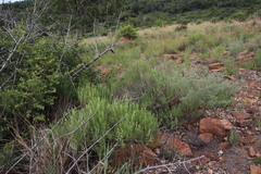 Ocimum angustifolium