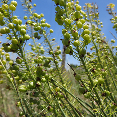 Bulbine angustifolia