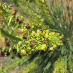 Bulbine angustifolia