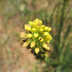 Bulbine angustifolia