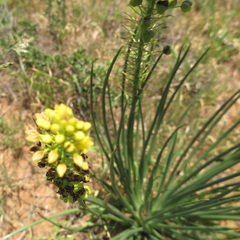 Bulbine angustifolia
