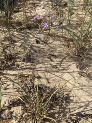 Cyanella hyacinthoides