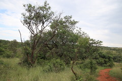 Agelanthus natalitius