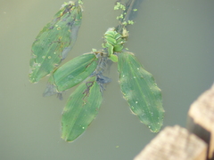 Potamogeton nodosus