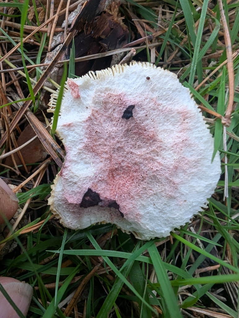 Russula sanguinea · November 2025 · photo: © ohwhen (iNaturalist, cc-by)