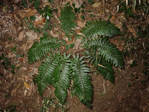 Polystichum longifrons iNat (1)