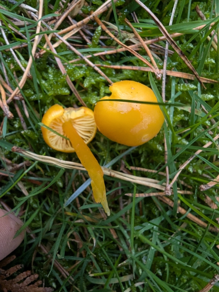 Hygrocybe chlorophana · November 2025 · photo: © ohwhen (iNaturalist, cc-by)