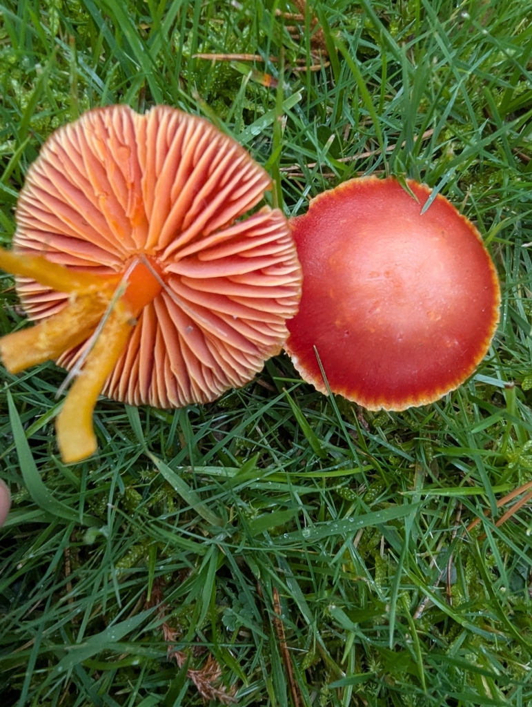 Hygrocybe coccinea · November 2025 · photo: © ohwhen (iNaturalist, cc-by)