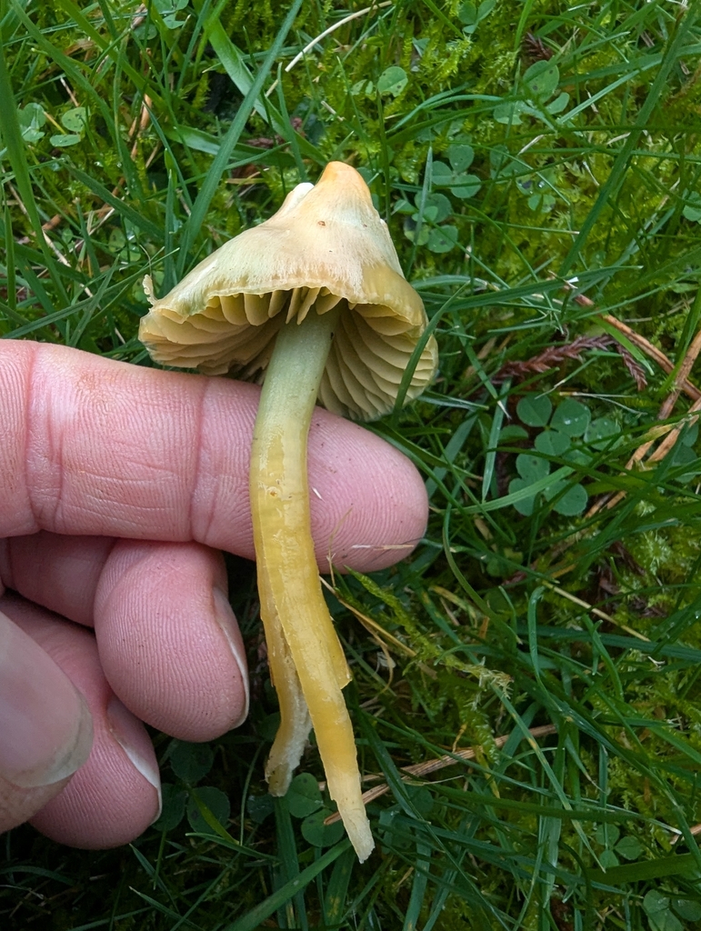 Gliophorus psittacinus · November 2025 · photo: © ohwhen (iNaturalist, cc-by)