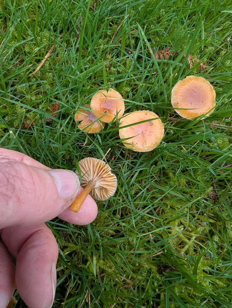 Gliophorus laetus · November 2025 · photo: © ohwhen (iNaturalist, cc-by)