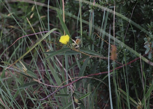Image of Melhania prostrata by (c) Tony Rebelo, some rights reserved (CC BY-SA)