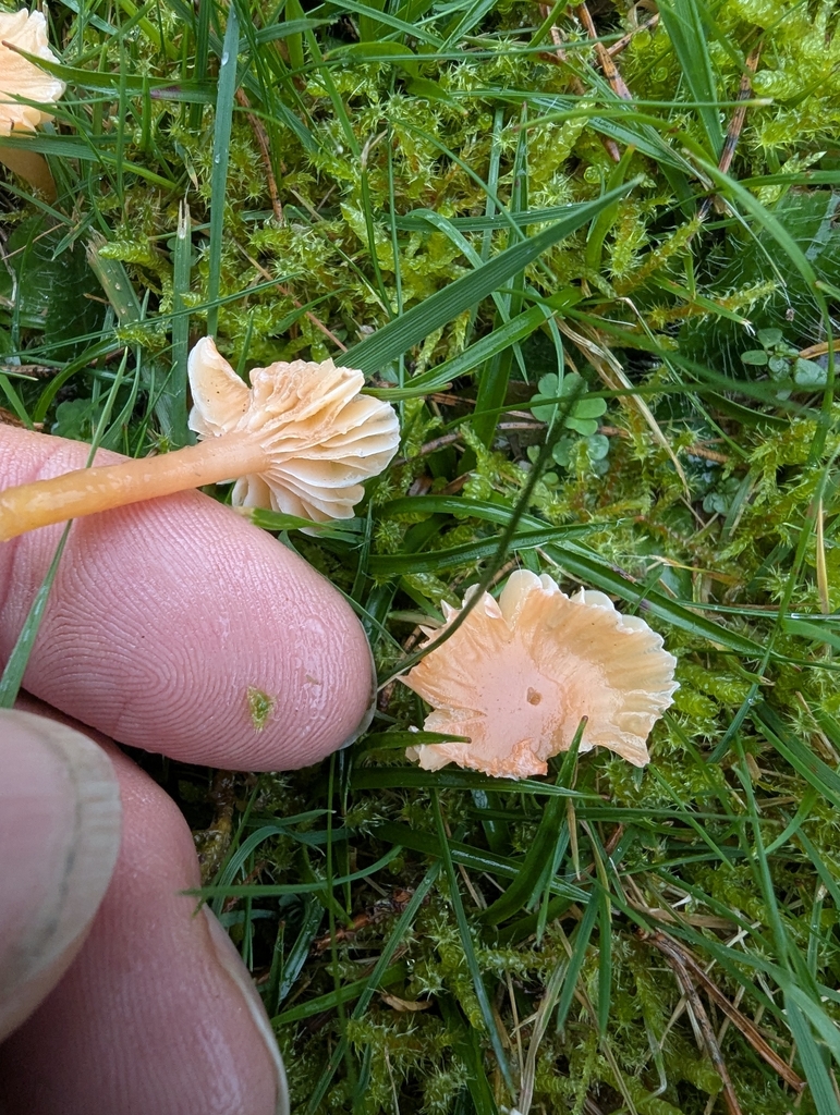 Gliophorus laetus · November 2025 · photo: © ohwhen (iNaturalist, cc-by)