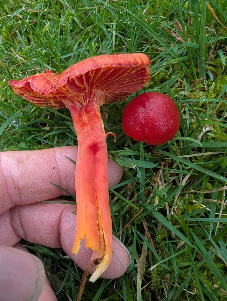Hygrocybe coccinea · November 2025 · photo: © ohwhen (iNaturalist, cc-by)