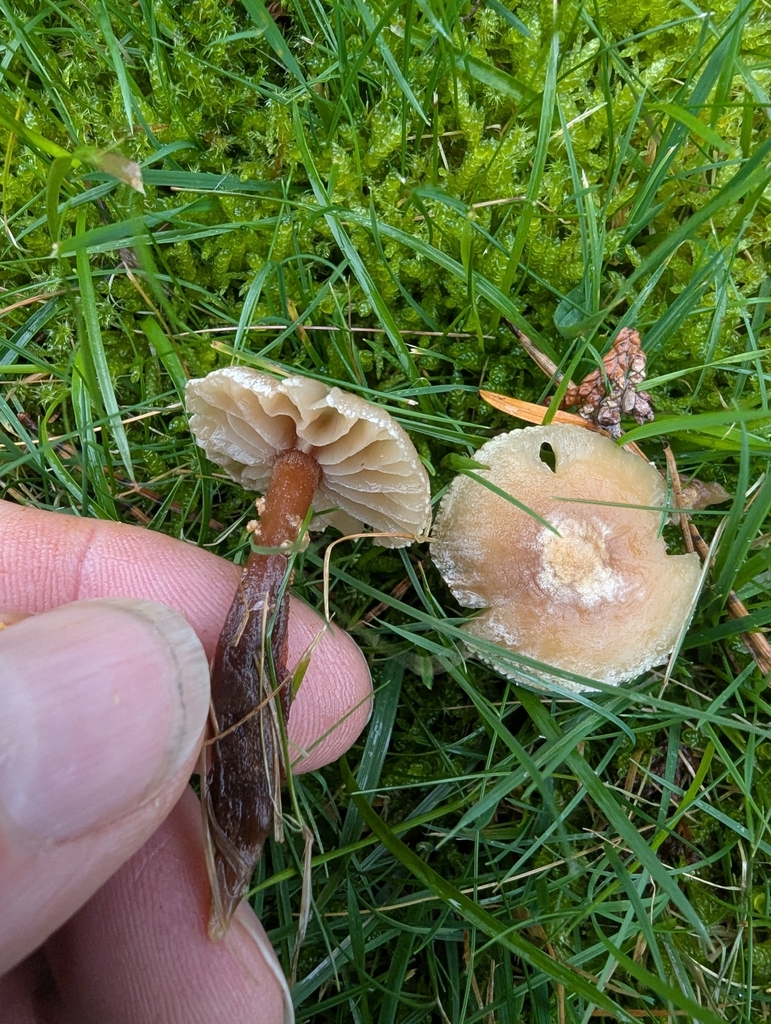 Cystoderma amianthinum · November 2025 · photo: © ohwhen (iNaturalist, cc-by)
