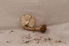 Amanita porphyria