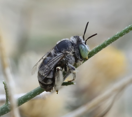 Short Sun-digger Bee photo 6