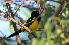 Icterus prosthemelas