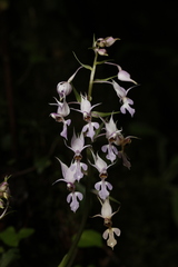 Calanthe puberula, photograph (c) Mickey Wu, some rights reserved (CC BY)