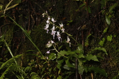 Calanthe puberula, photograph (c) Mickey Wu, some rights reserved (CC BY)