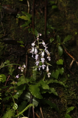 Calanthe puberula, photograph (c) Mickey Wu, some rights reserved (CC BY)