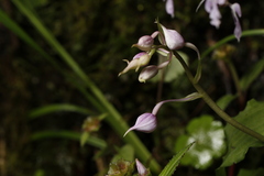 Calanthe puberula, photograph (c) Mickey Wu, some rights reserved (CC BY)