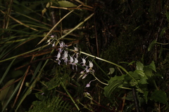 Calanthe puberula, photograph (c) Mickey Wu, some rights reserved (CC BY)