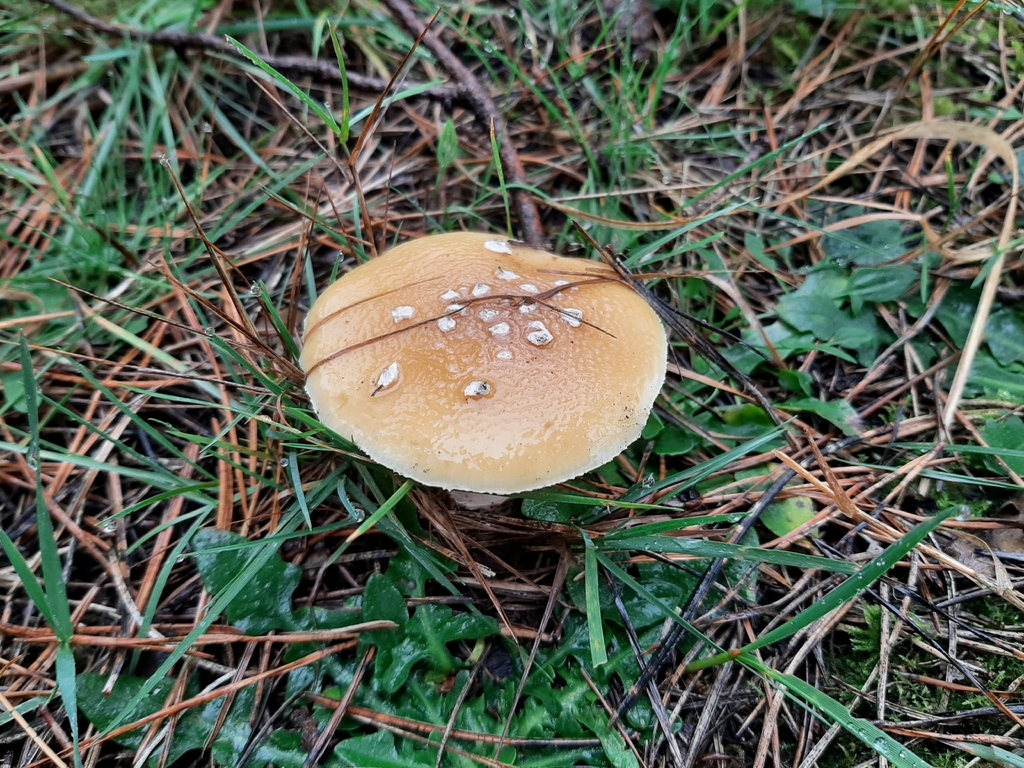 Amanita junquillea · November 2025 · photo: © daniel_onneweer (iNaturalist, cc-by)
