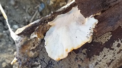 Skeletocutis amorpha