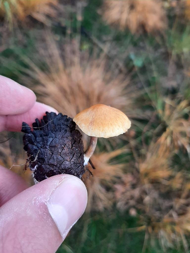 Gymnopilus penetrans · November 2025 · photo: © daniel_onneweer (iNaturalist, cc-by)