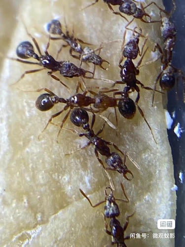 垦丁瘤颚蚁Strumigenys konteiensis