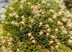 Colobanthus brevisepalus