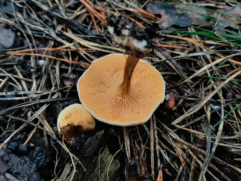 Hygrophoropsis aurantiaca · November 2025 · photo: © daniel_onneweer (iNaturalist, cc-by)