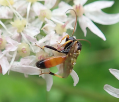Tryphoninae