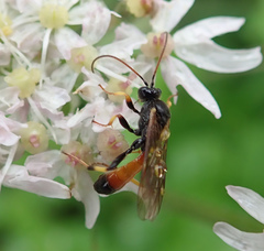 Tryphoninae
