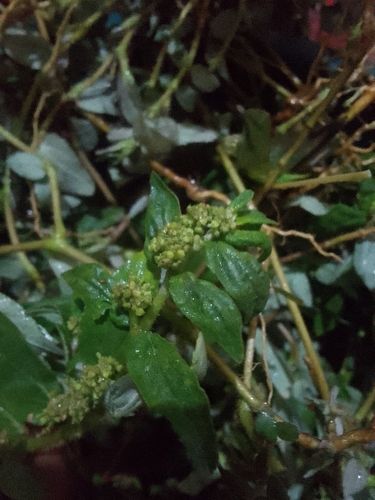 Asthma Plant