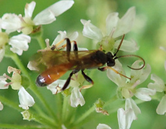 Tryphoninae