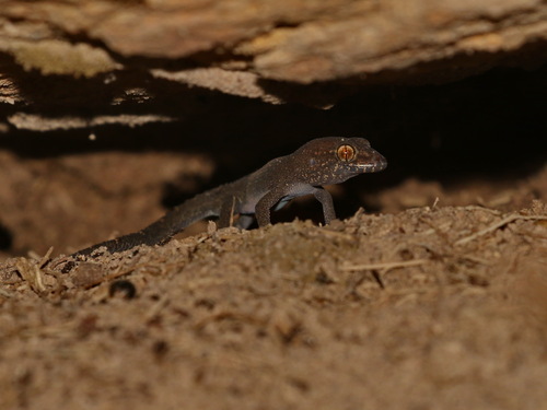 Hin Chang Si leaf-toed gecko, Dixonius hinchangsi