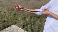 Diadophis punctatus modestus